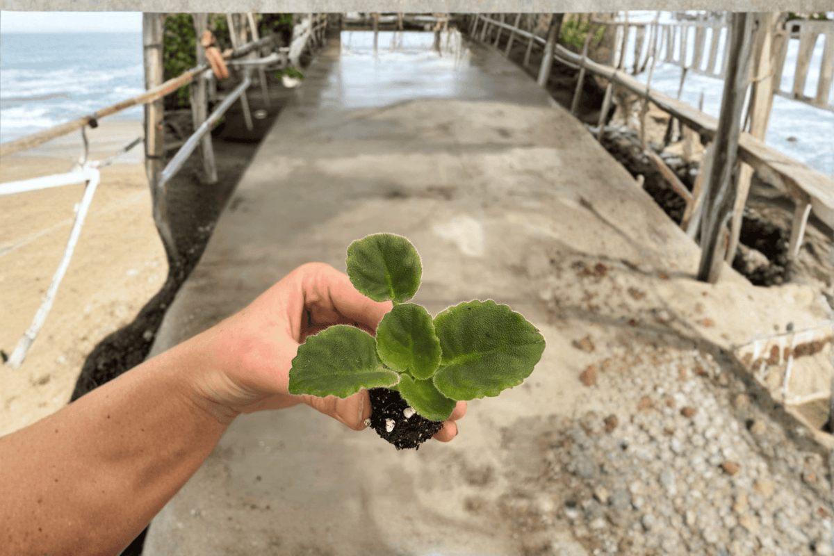 VAT King of Peas African Violet Streptocarpus ionanthus Starter Plants – 2 Live