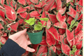 Peperomia Hope (2-Inch Starter Plants) - 2 Pack, Bare Root