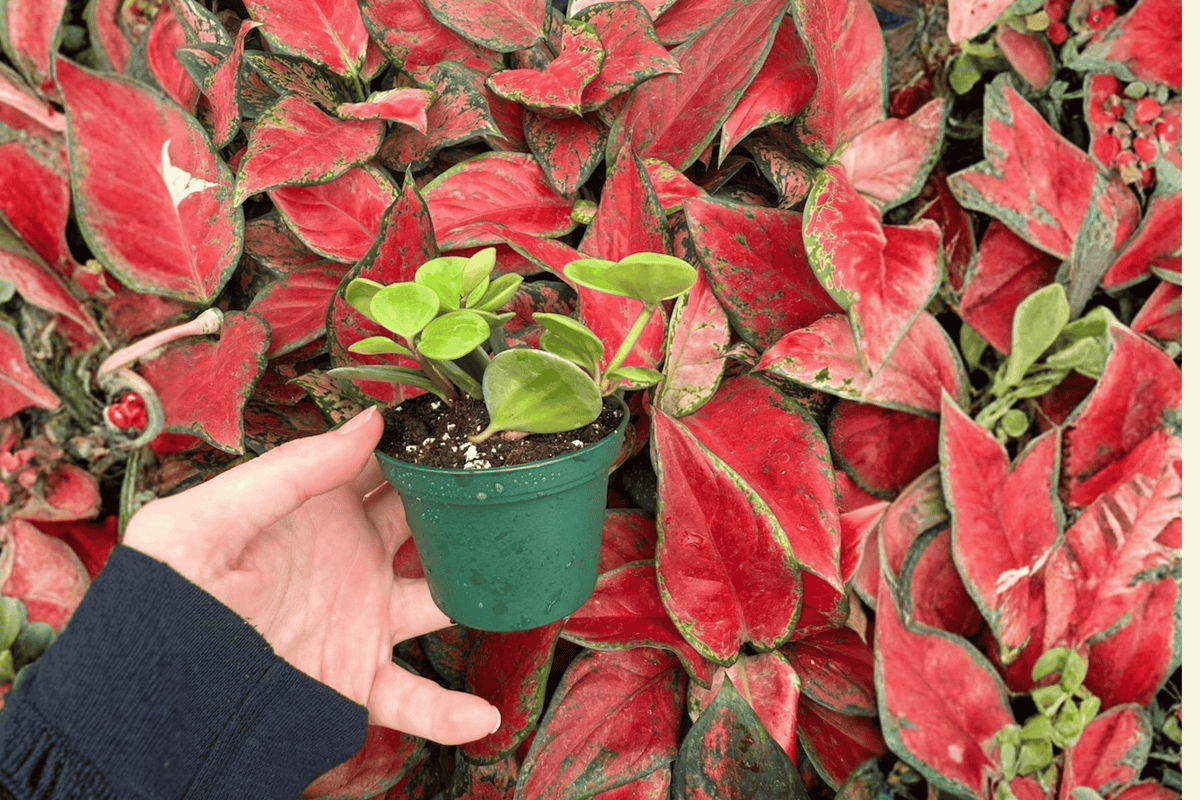 Peperomia Hope (2-Inch Starter Plants) - 2 Pack, Bare Root