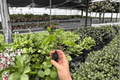 Pinot Noir Hibiscus Live Starter Plants (2) in Soil Pod - Hibiscus rosa-sinensis