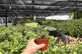 Anthurium Silver Blush x Dorayaki - 2 Live Plants in 4-Inch Pots