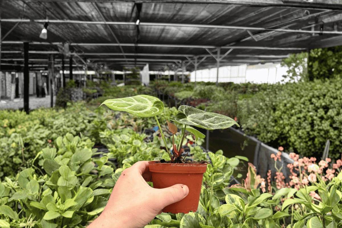 Anthurium Silver Blush x Dorayaki - 2 Live Plants in 4-Inch Pots
