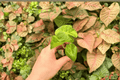 Alocasia Portora Aurea Starter Plants (2) | Variegated Portora Aurea Live Plant