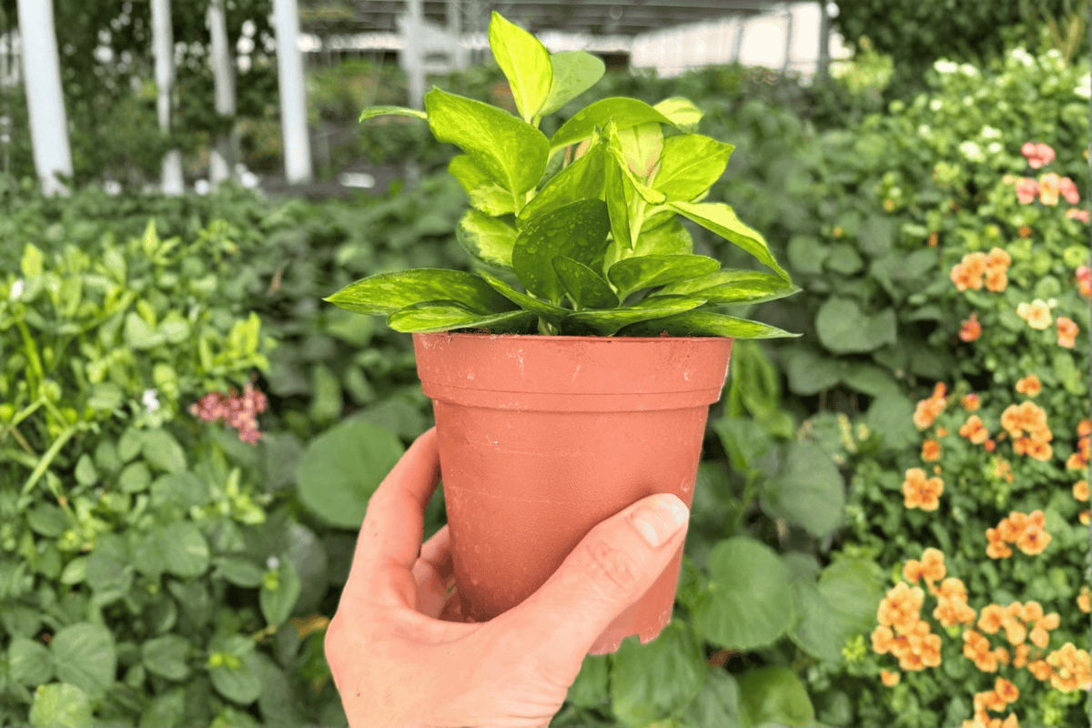 Hoya australis 'Lisa' - 2 Live Hoya Lisa Plants in 4-Inch Pots