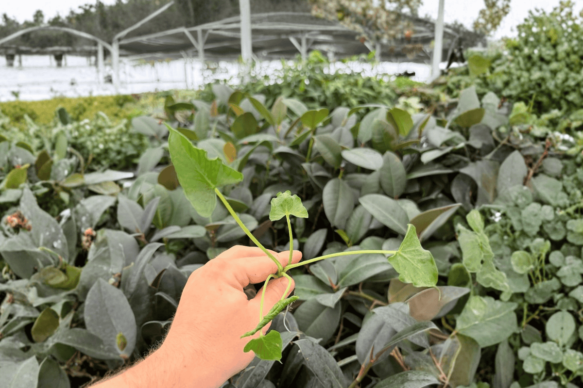 Alocasia Triangularis Starter Plants - 2-Pack, Bare Root, 2-Inch Pots