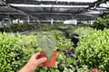 Anthurium Dark Phoenix x Besseae - 2 Exact Live Plants in 4-Inch Pots