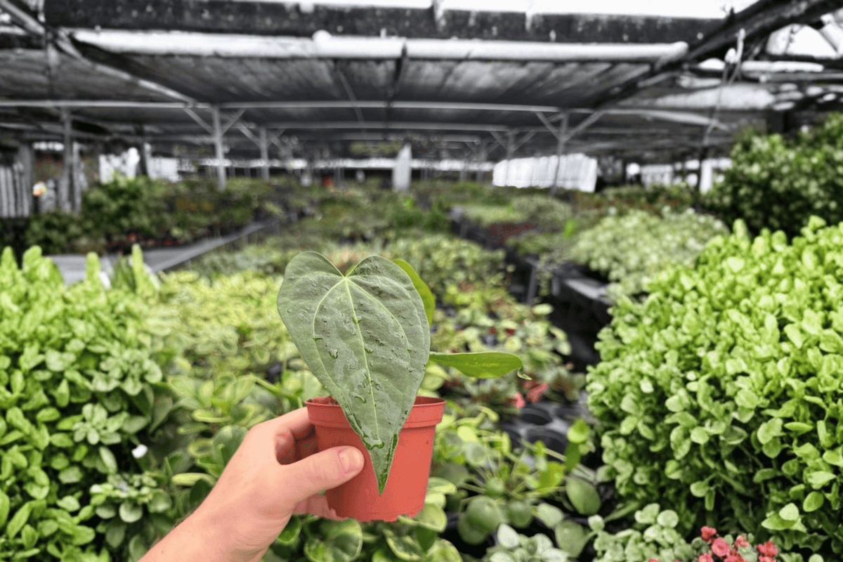 Anthurium Dark Phoenix x Besseae - 2 Exact Live Plants in 4-Inch Pots