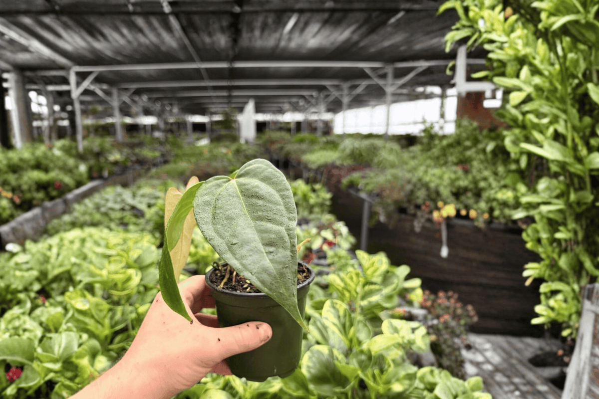 Anthurium Subsignatum x Regale Hybrid - 2 Live Plants in 4-Inch Pots