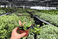 Hoya Carnosa Albomarginata - 2 Live Plants in 4-Inch Pots (Exact Plants)