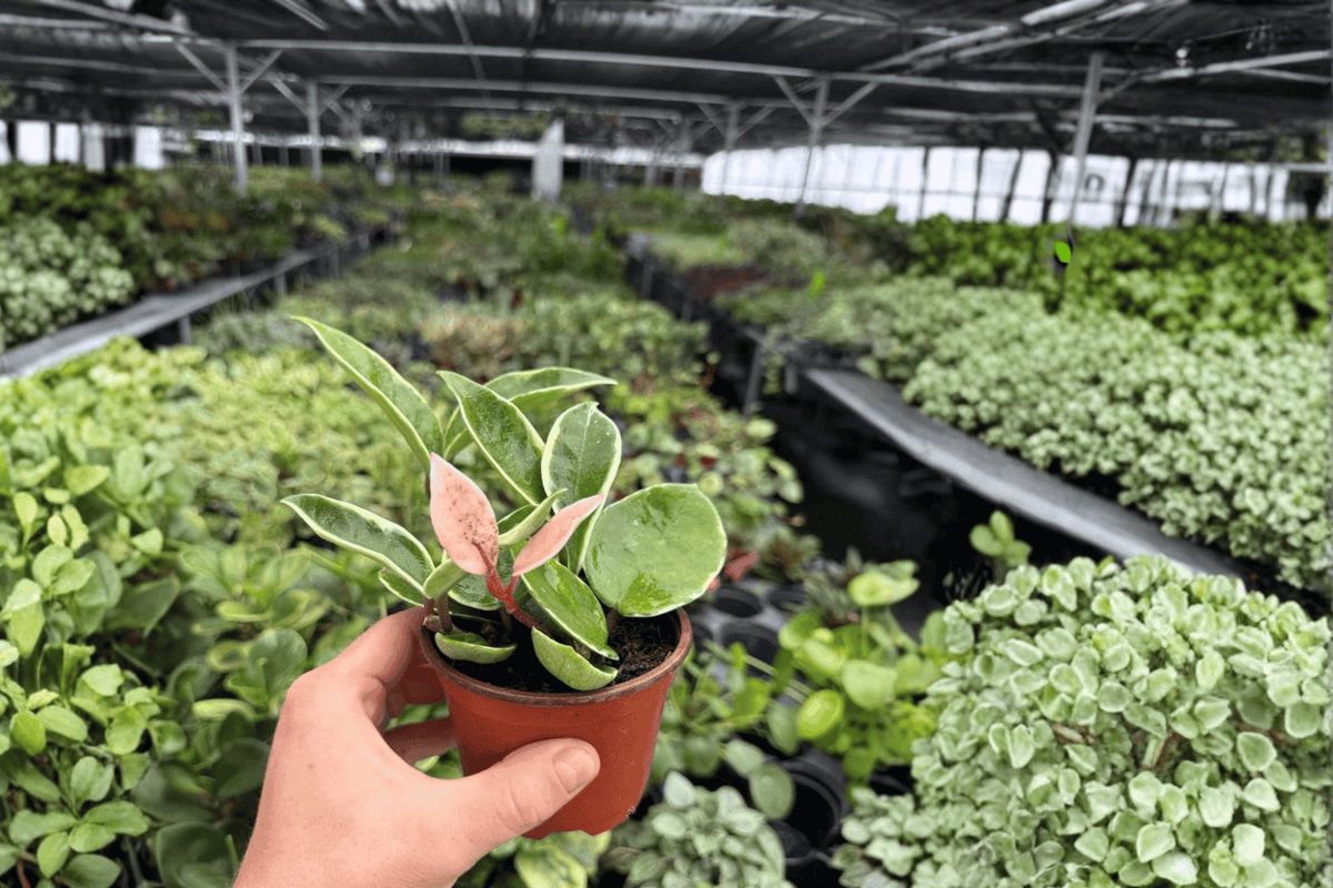 Hoya Carnosa Albomarginata - 2 Live Plants in 4-Inch Pots (Exact Plants)
