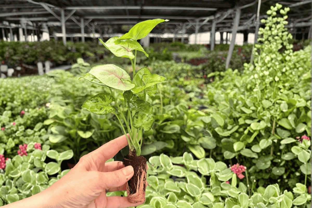 Syngonium Bright Allusion Starter Plants (2) in Plugs – Exact Plants