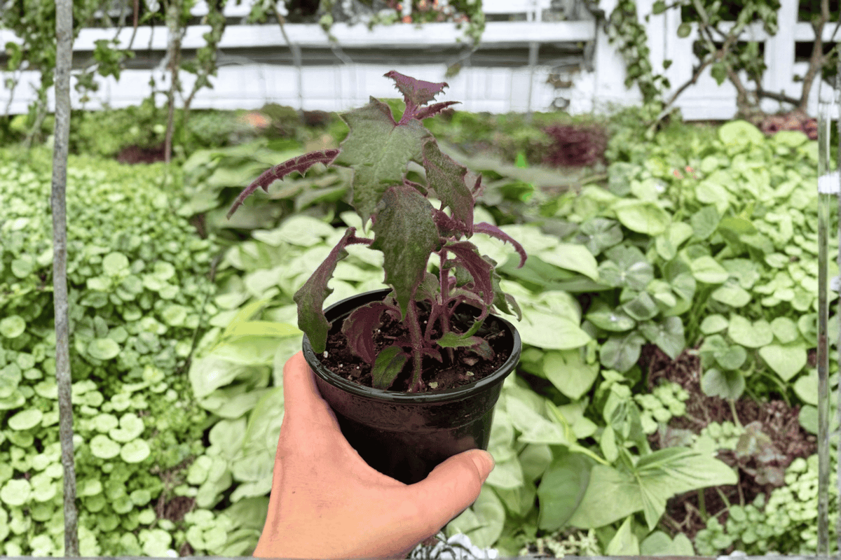 Purple Passion Plant 2 Live Gynura aurantiaca 4-Inch Pot