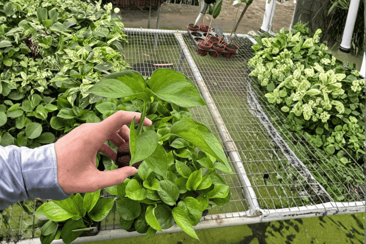 Lemon Top Pothos | 2 Live Starter Plants Epipremnum aureum (Bare Root)