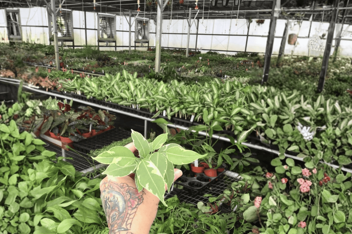 Variegated Ficus Benjamina Starter Plants (2) – 2-Inch Pots, Not Emplaced