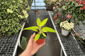 Philodendron 'Calkins Gold' - 2 Live Plants in 4-Inch Pots
