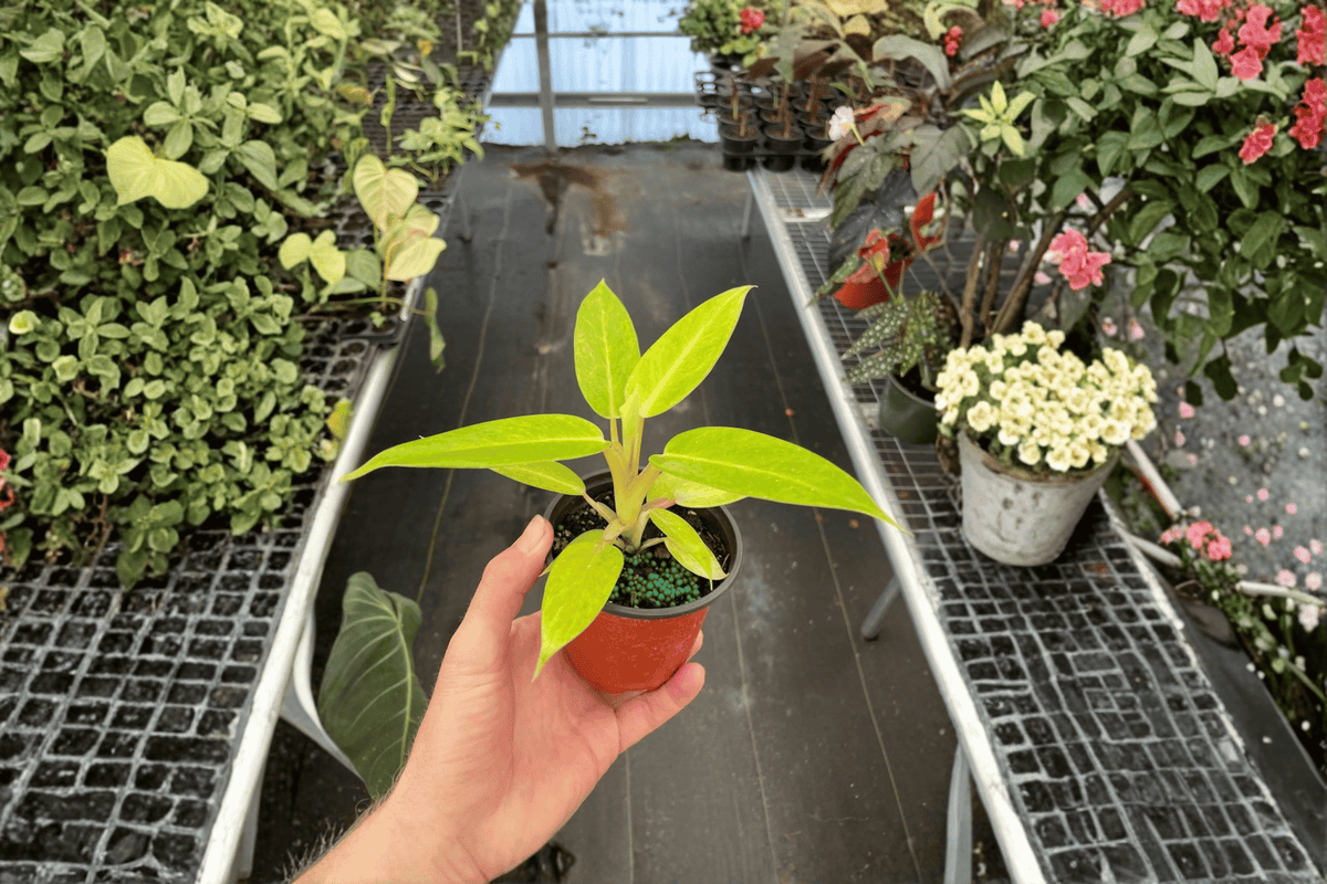 Philodendron 'Calkins Gold' - 2 Live Plants in 4-Inch Pots