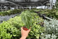 Anthurium Legend x Magnificum Live Plants (2) in 4-Inch Pot — Bare Root