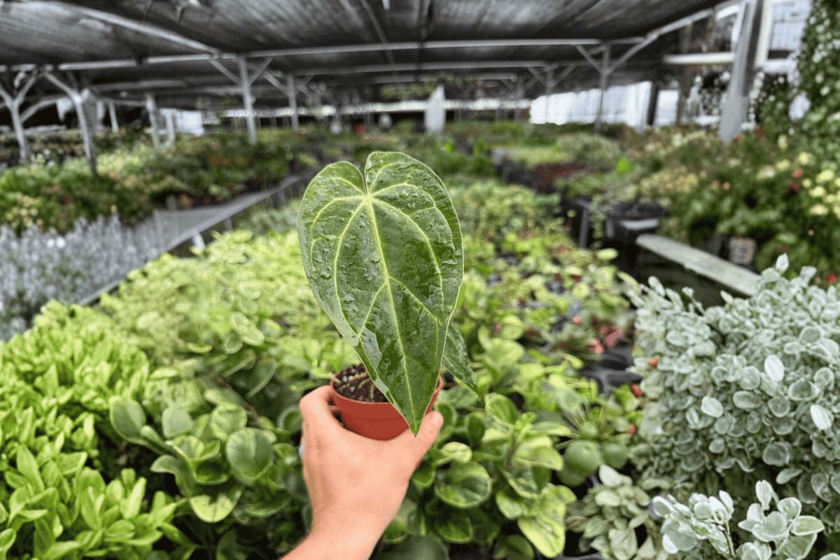 Anthurium Legend x Magnificum Live Plants (2) in 4-Inch Pot — Bare Root