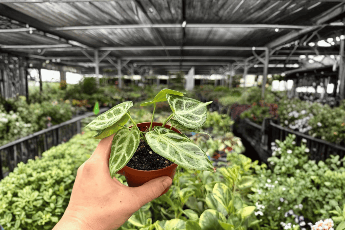 Anthurium Silver Narrow 2 Live Plants in 4-Inch Pots - Exact Plants