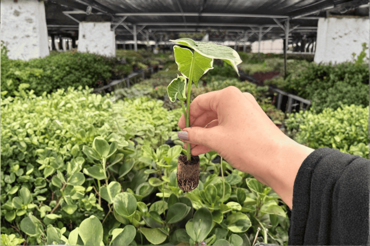 Alocasia Mickey Mouse (Xanthosoma 'Mickey Mouse') Starter Plants — 2 Live 2-Inch Pots