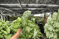 Syngonium Glo-Glo (2 Live Plants) - 4-Inch Pots, Exact Plants Pictured