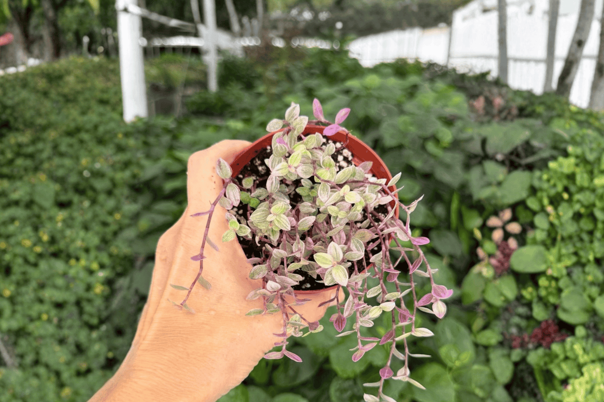 Tradescantia Pink Panther - 2 Exact Live Plants in 4-Inch Pots