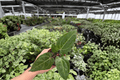 Anthurium Legend x Blue Xone Live Plants – 2 Plants in 4-Inch Pots