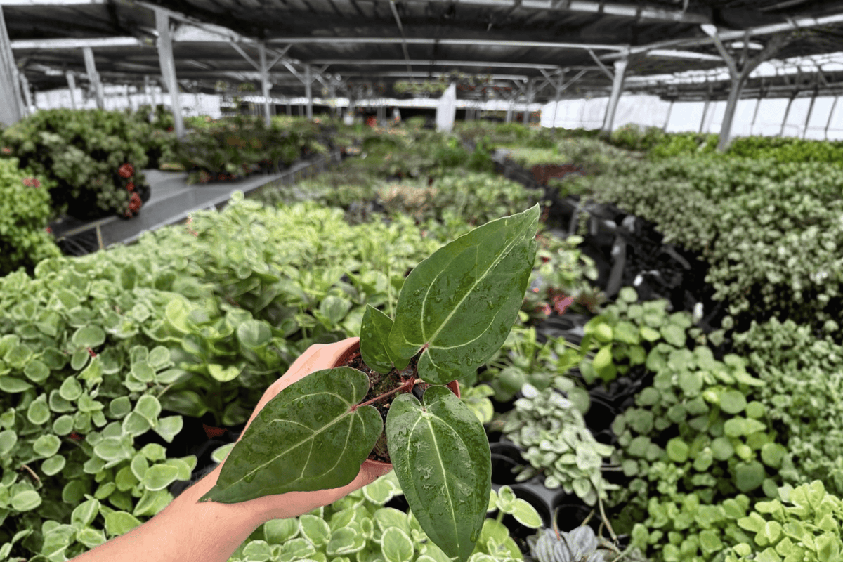 Anthurium Legend x Blue Xone Live Plants – 2 Plants in 4-Inch Pots