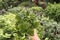 Peperomia Green Ripple (Peperomia caperata) - 2 Live Plants in 4-Inch Pots