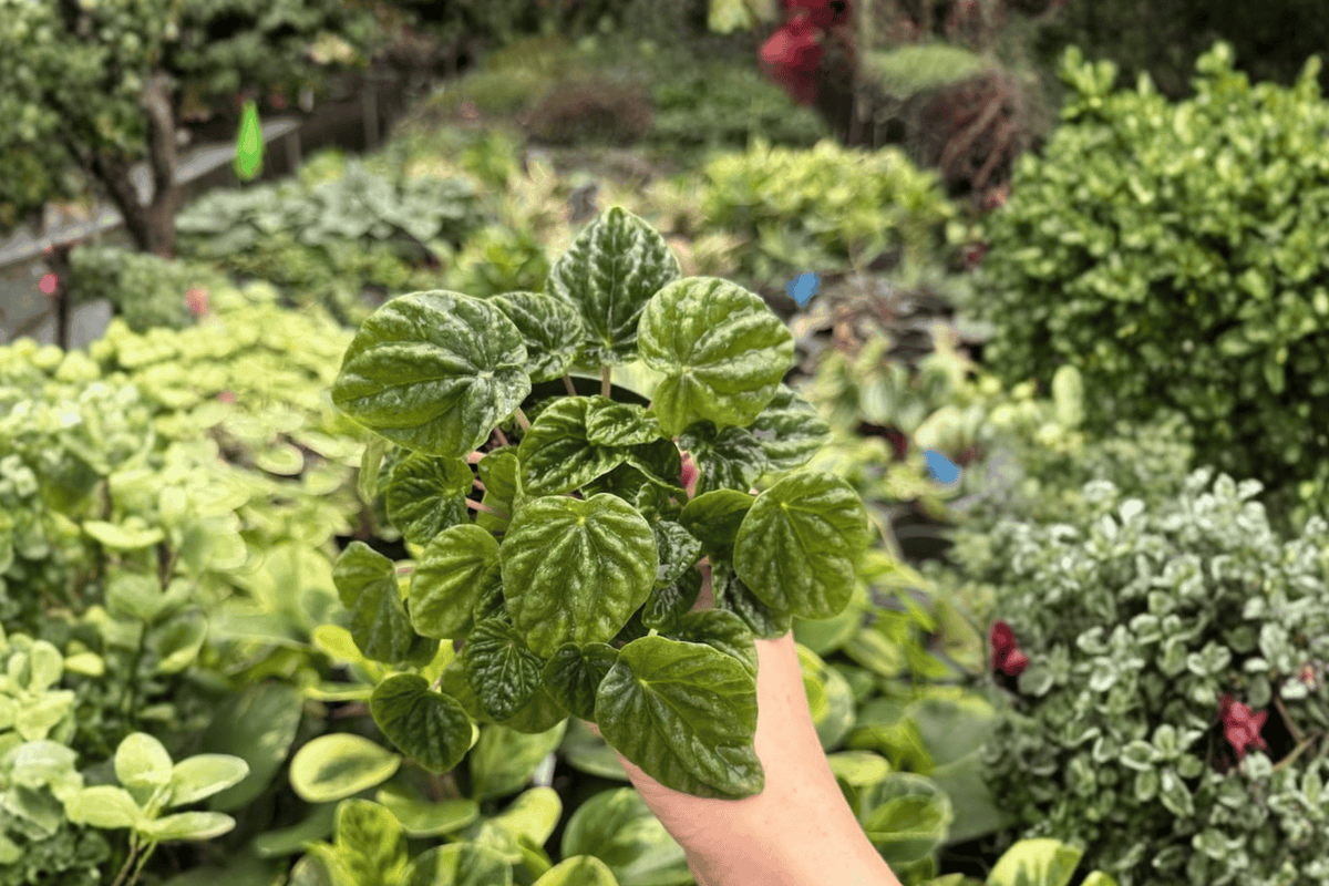 Peperomia Green Ripple (Peperomia caperata) - 2 Live Plants in 4-Inch Pots