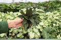 Peperomia Rosso (Peperomia caperata) - 2 Live Plants in 4-Inch Pots