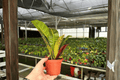 Croton Petra (Codiaeum variegatum 'Petra') - 2 Live Plants in 4-Inch Pots