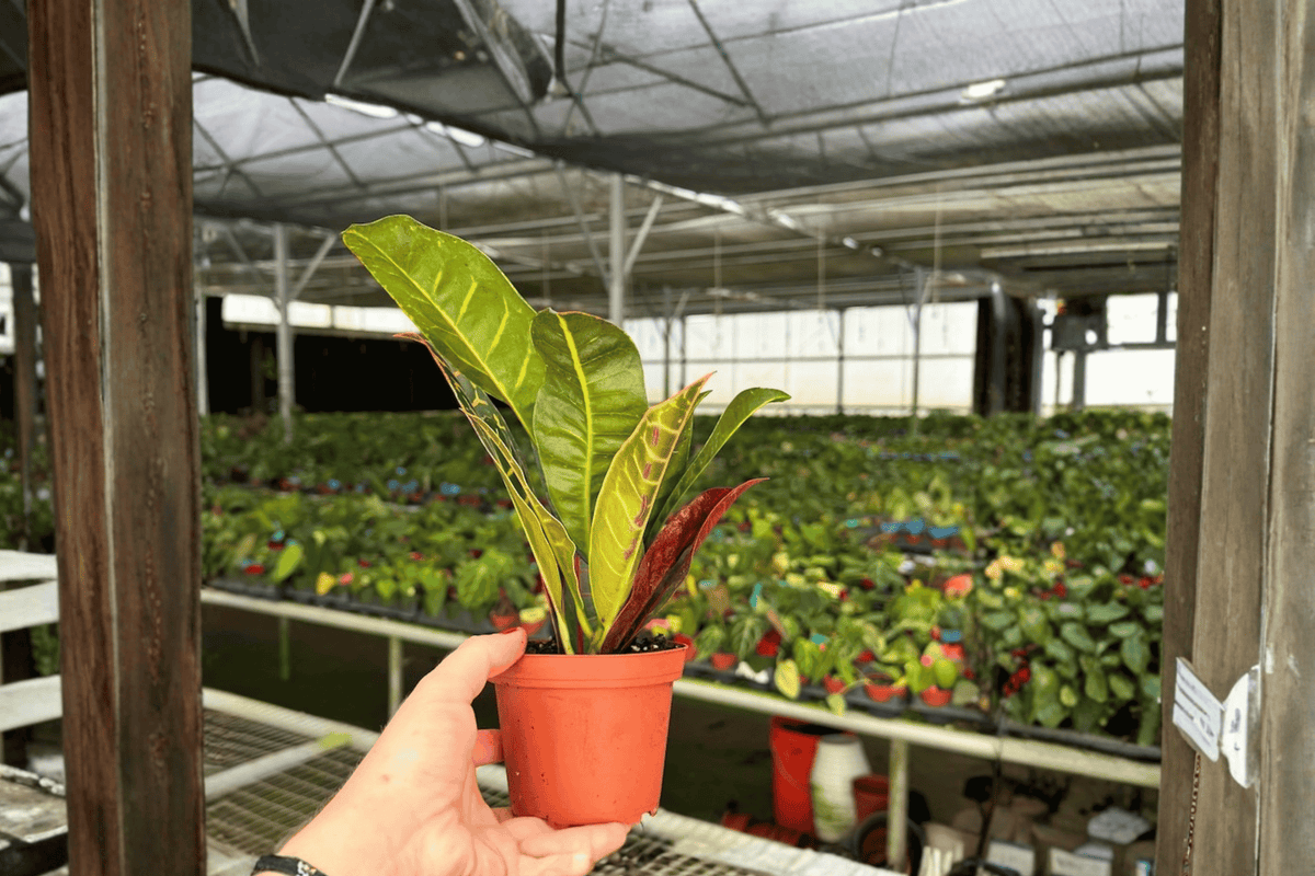 Croton Petra (Codiaeum variegatum 'Petra') - 2 Live Plants in 4-Inch Pots