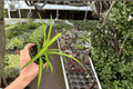 Hawaiian Spider Plant - 2 Live Plants in 4-Inch Pots (Chlorophytum comosum)