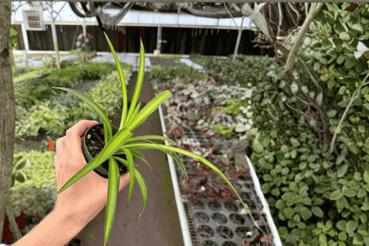 Hawaiian Spider Plant - 2 Live Plants in 4-Inch Pots (Chlorophytum comosum)