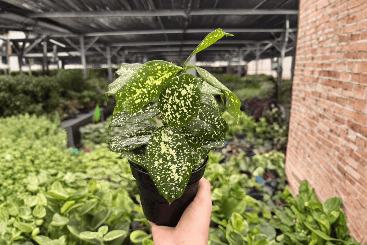Dracaena Florida Beauty (Dracaena surculosa) — 2 Live Plants in 4-Inch Pots