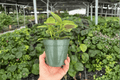 Moon Valley Pilea (Pilea mollis) - 2 Live Plants in 4-Inch Pots