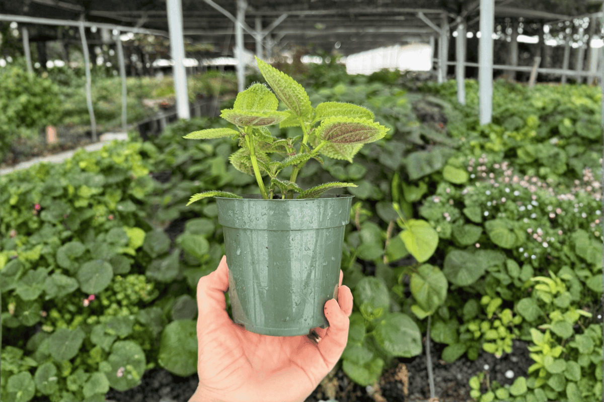 Moon Valley Pilea (Pilea mollis) - 2 Live Plants in 4-Inch Pots
