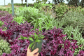 Hoya Rosita (Rosita) – 2 Live Plants in 4-Inch Pots, Shipped Potted