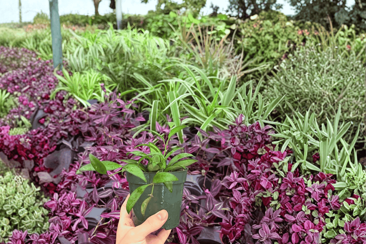 Hoya Rosita (Rosita) – 2 Live Plants in 4-Inch Pots, Shipped Potted