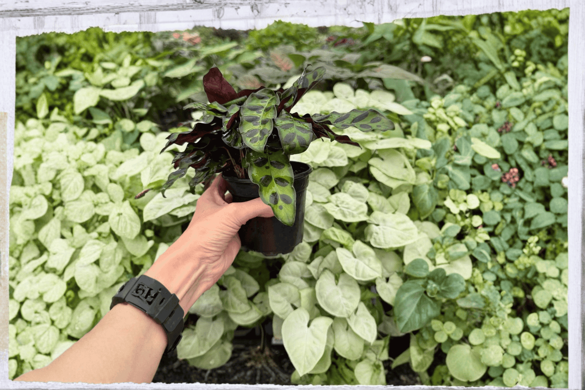 Calathea Rattlesnake Goeppertia insignis - 2 Live Plants in 4-Inch Pots