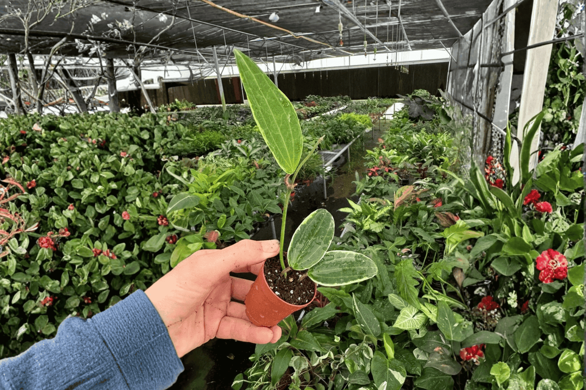 Variegated Hoya Macrophylla | 2 Live Starter Plants, 2-Inch Pots