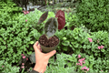 Alocasia Cuprea - 2 Live Plants in 4-Inch Pots (Exact Plants)