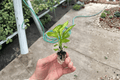 Dieffenbachia Vesuvius Starter Plants (2) | Live Indoor Tropical Foliage