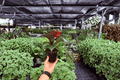 Philodendron Red Heart - 2 Live Plants in 4-Inch Pots (Exact Plants Shipped Potted)
