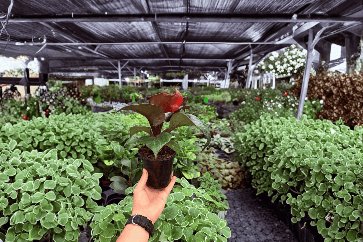 Philodendron Red Heart - 2 Live Plants in 4-Inch Pots (Exact Plants Shipped Potted)