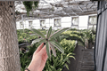 Tricolor Oyster Plant Tradescantia spathacea ‘Tricolor’ — 2 Live Starter Plants (Unrooted)