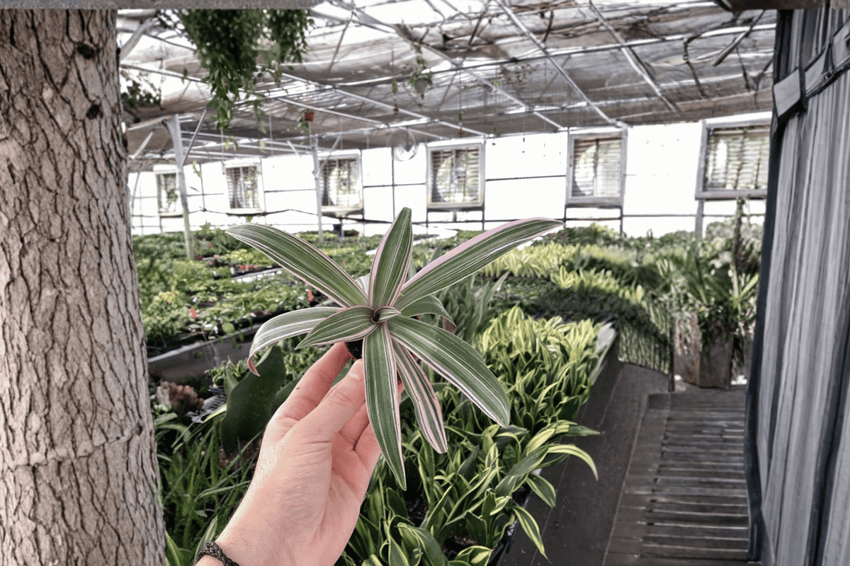 Tricolor Oyster Plant Tradescantia spathacea ‘Tricolor’ — 2 Live Starter Plants (Unrooted)