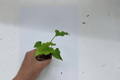 Philodendron Hope Starter Plants (Thaumatophyllum bipinnatifidum) — 2 Live Starter Plants in Soil Pods