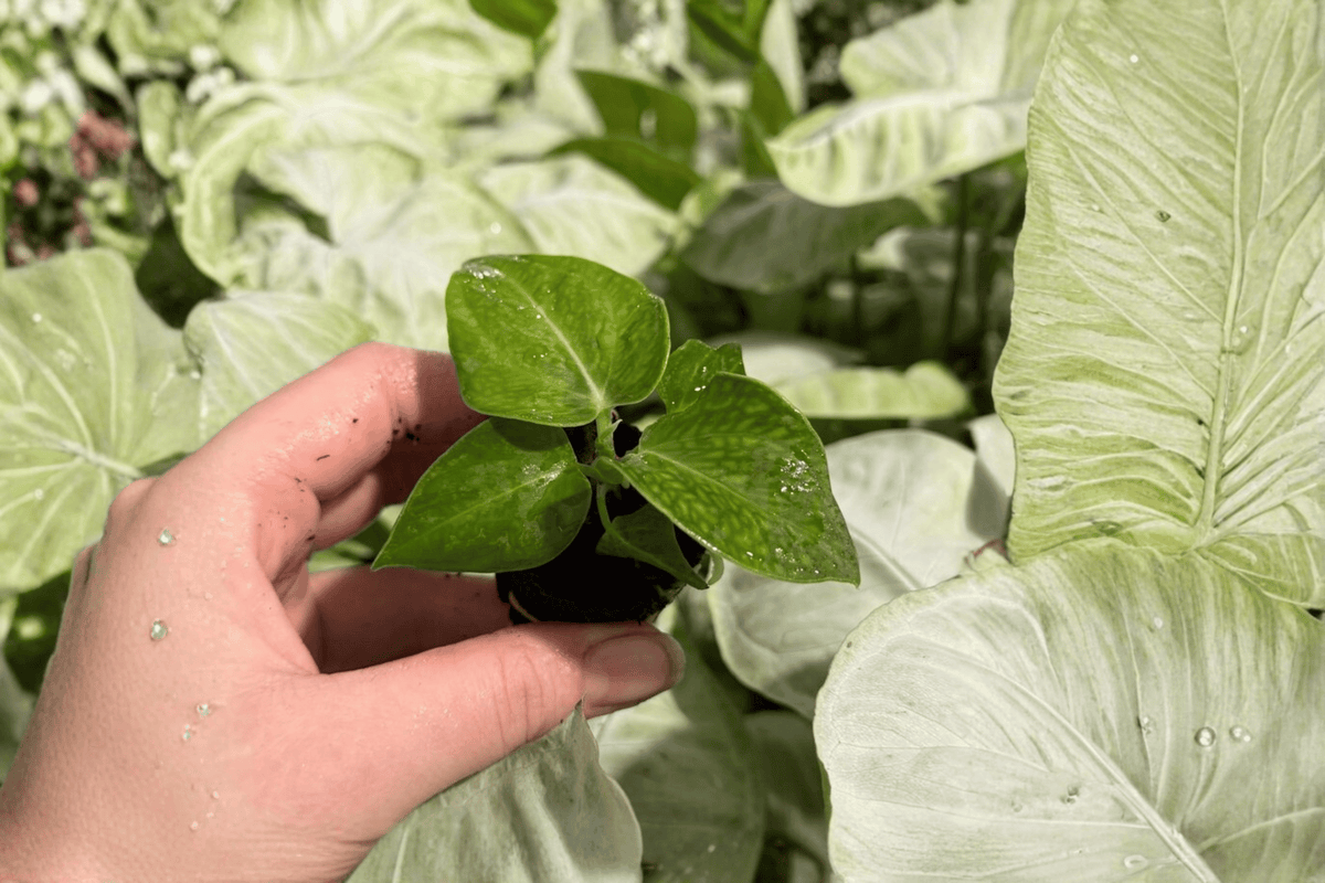 Anthurium villenaorum Starter Plants - 2 Exact Live Plants in 2-Inch Pots